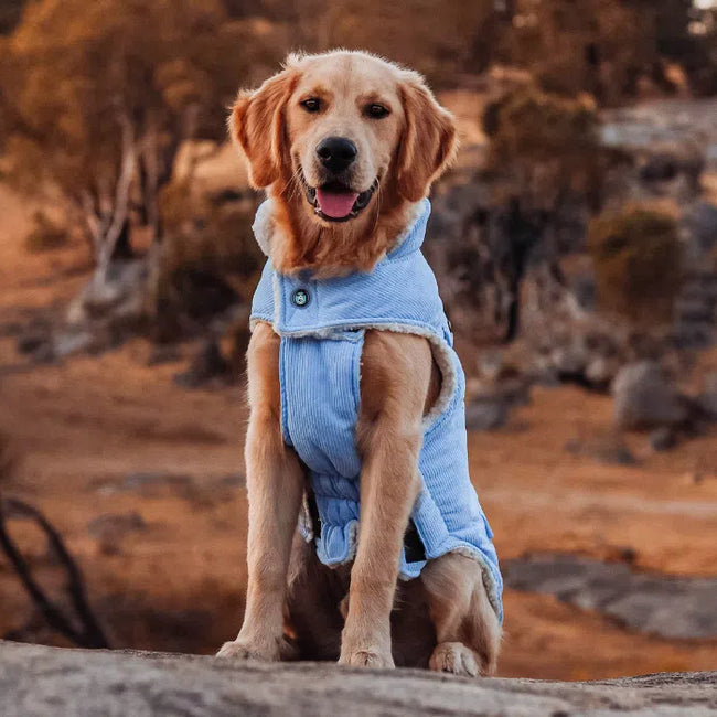 Huskimo Surfer Dog Coat - Blue