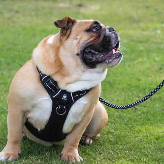 Huskimo Ultimate Harness - Dark Sky